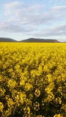 Obraz premium Rapsfeld im Weserbergland 
