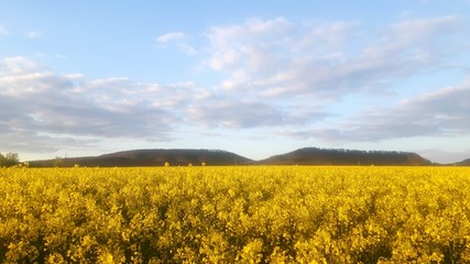 Obraz premium Rapsfeld im Weserbergland 
