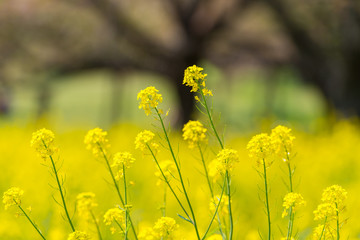 Obraz premium 菜の花畑