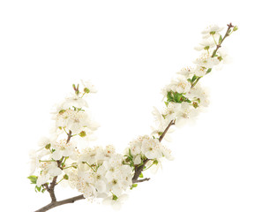 Branch of blooming tree flowers on white background