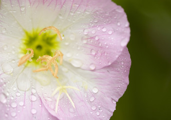 Macro View of Spring Wild Flowers with Rain Drops
