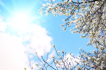 Blossoming branches on sky background