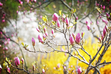 Magnolia tree flower buds on blurred background