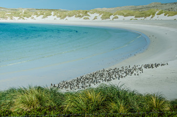 Hundreds of Magellanic penguins make their home at Gypsy Cove, in the Falkland Islands.  - 146509280