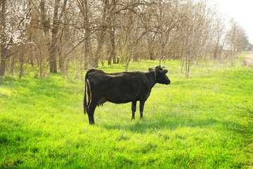 Black cow grazing on field with green grass