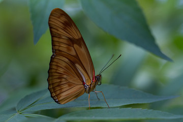 brown butterfly