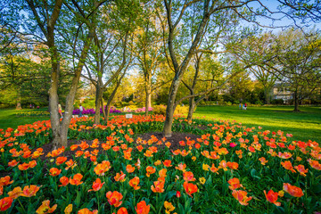 Tulips at Sherwood Gardens Park, in Guilford, Baltimore, Maryland.