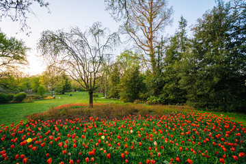 Fototapeta premium Tulips at Sherwood Gardens Park, in Guilford, Baltimore, Maryland.
