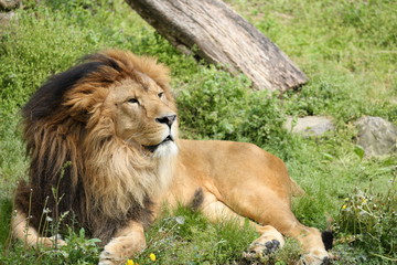 ライオン