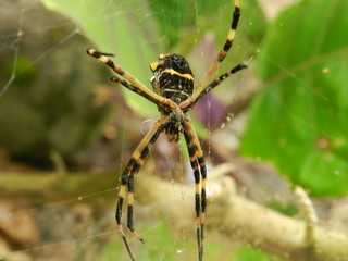 araña