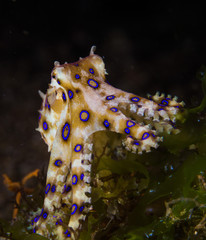 Blue ringed octopus © dragos