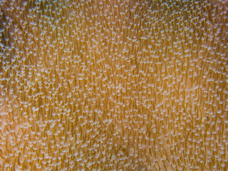 Interesting texture on Toadstool Leather Coral