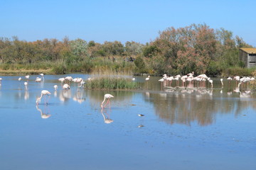 Flamants roses en Camargue, France
