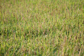 Green grass