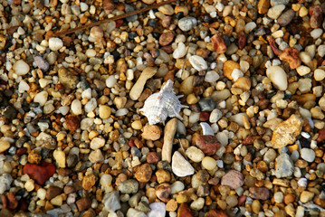 Multicolored sea pebbles and shell on the shore