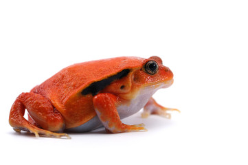 Naklejka premium red tomato frog isolated on white background