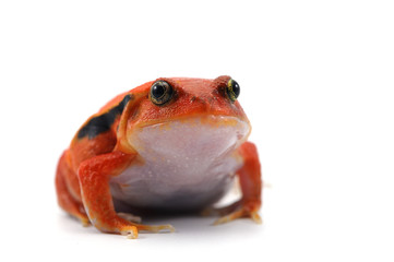 red tomato frog isolated on white background