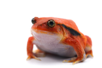 red tomato frog isolated on white background