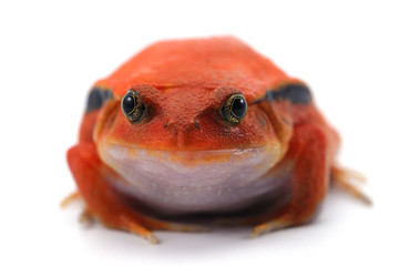 red tomato frog isolated on white background