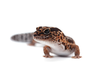 fat tail gecko isolayed on white background
