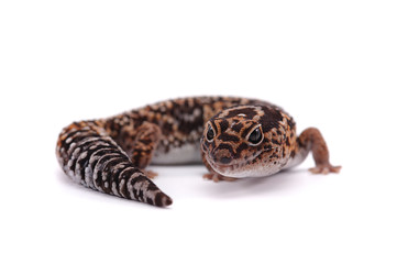 fat tail gecko isolayed on white background