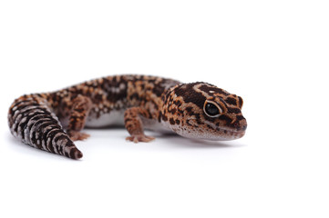 fat tail gecko isolayed on white background