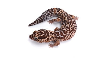 fat tail gecko isolayed on white background
