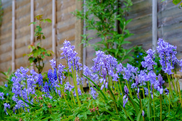 Obraz premium Bluebells blooming in british garden in spring