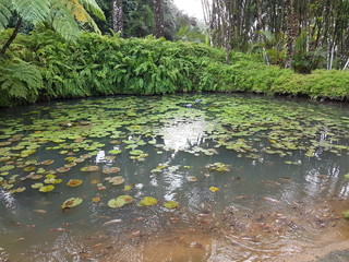 foret jungle luxuriante etang