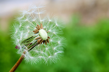 Close up view of Dandelion seed seen in UK garden
