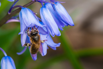 A bee is gathering nectar from bluebell flowers