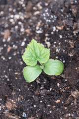 young plant showing concept of youth and growth