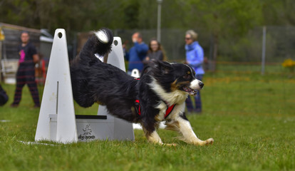 Obraz na płótnie Canvas flyball dog competition agility