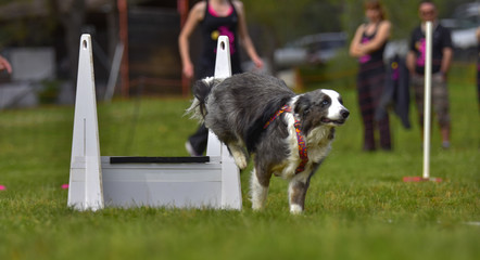 flyball dog competition agility