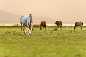 White horses graze in the beautiful green field