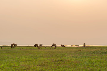 Horses graze with family in a green field beautiful sunset