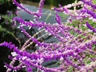 Lavender flower field, fresh purple aromatic wildflower