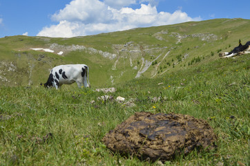 black and white cow grazing on meadow in mountains. Cattle on a mountain pasture. Summer sunny day. Cow in pasture. Mountain meadow. Green meadow in mountains and cow, summer landscape