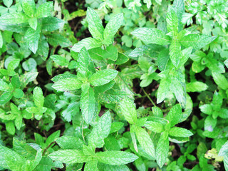 green mint crops in growth at garden