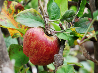 Red apple on apple tree branch