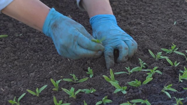 Farmer plants tomato seedlings in the ground. Slow motion