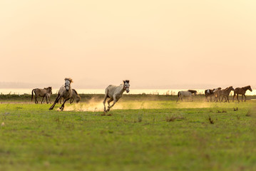 Horses running happy in the beautiful green field