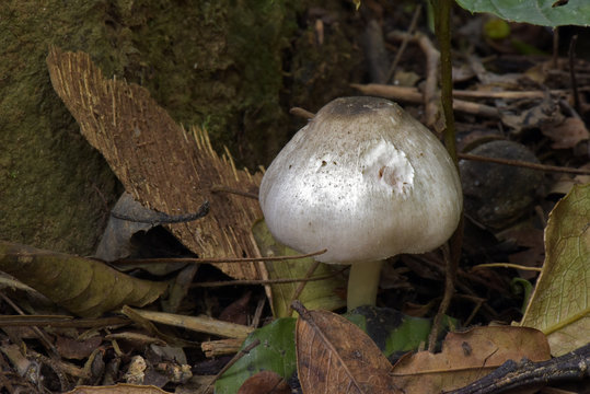 Fungus sighted in remaining of the Atlantic Rainforest