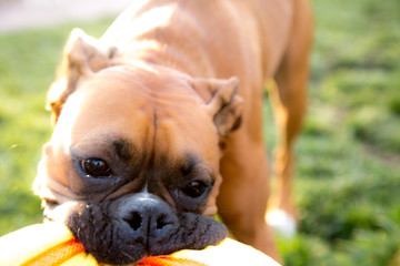 Boxer latched to chew toy