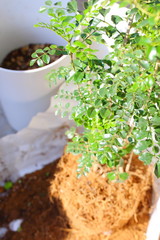 トネリコ ガーデニング 植え替え 観葉植物