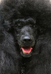 Black standard French poodle