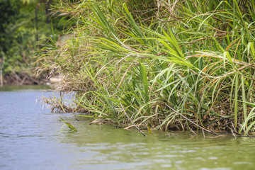 Tropical Jungle Trees