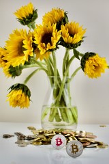 Silver bitcoin and yellow sunflower