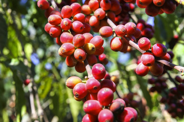 Coffee Beans Growing in Plantation