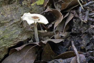 Fungus sighted in remaining of the Atlantic Rainforest
